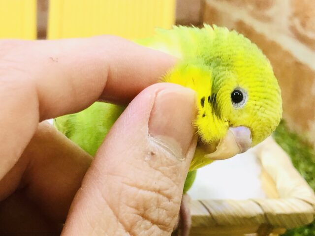 【最新画像更新☆☆】オパーリンにパイドの特徴もあるな～　セキセイインコ