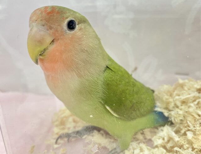 ✨️最新画像✨️キラキラ瞳にキュン💕 コザクラインコ (ノーマル) 2023年10月生まれ