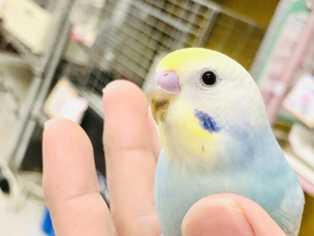 【最新画像更新☆☆】セキセイの人気色！！　セキセイインコ
