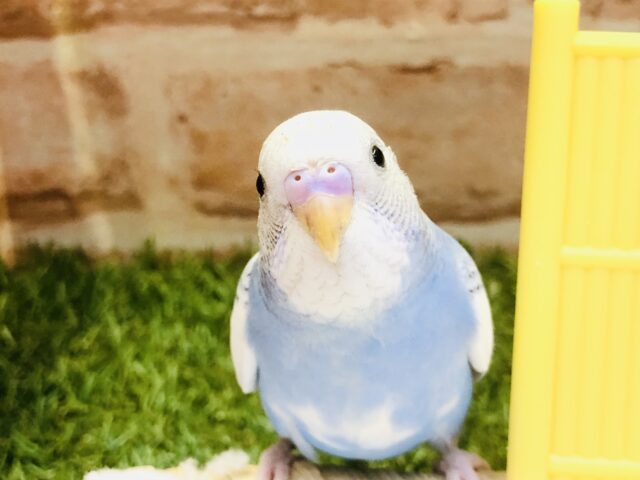 【最新画像更新☆☆】白多め！！　スパングルパイドさん♪　セキセイインコ