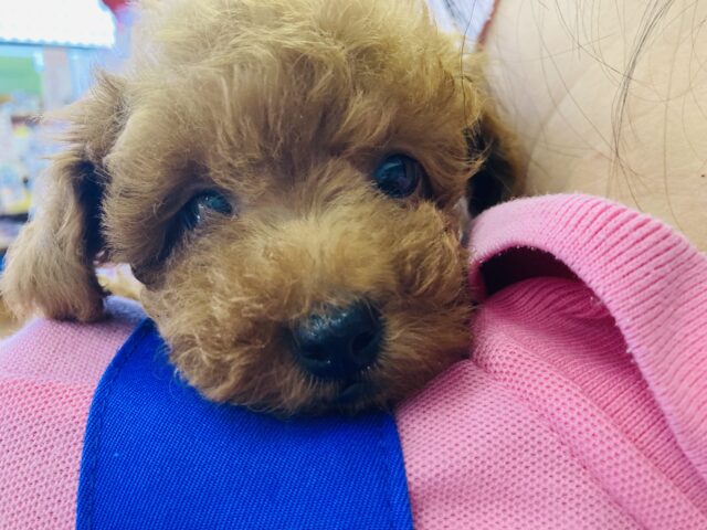 癒しと元気をあげる⸜❤︎⸝トイプードルちゃん(レッド)、女のコ入舎です🌟♀