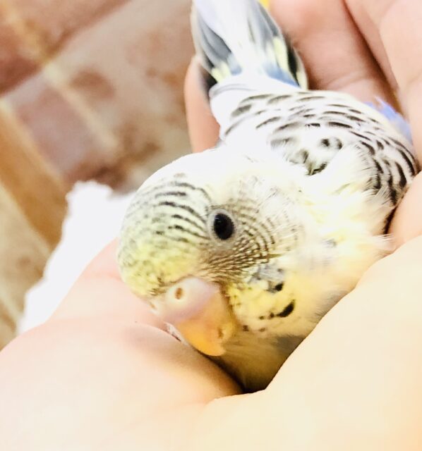 魅惑の４色カラー！？　セキセイインコ