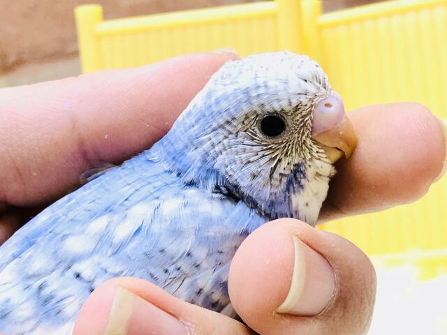濃い青色が特徴的なスパングルパイドさんです♪　セキセイインコ