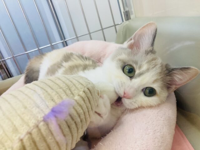 最新画像🌟かわいすぎる短いあんよ🥰🐾まんまるです❤︎短足マンチカンちゃん女のコ🌟♀