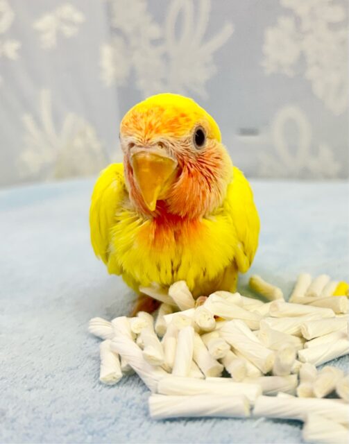 明るい🔆コザクラインコ (ルチノー) 2023年12月生まれ