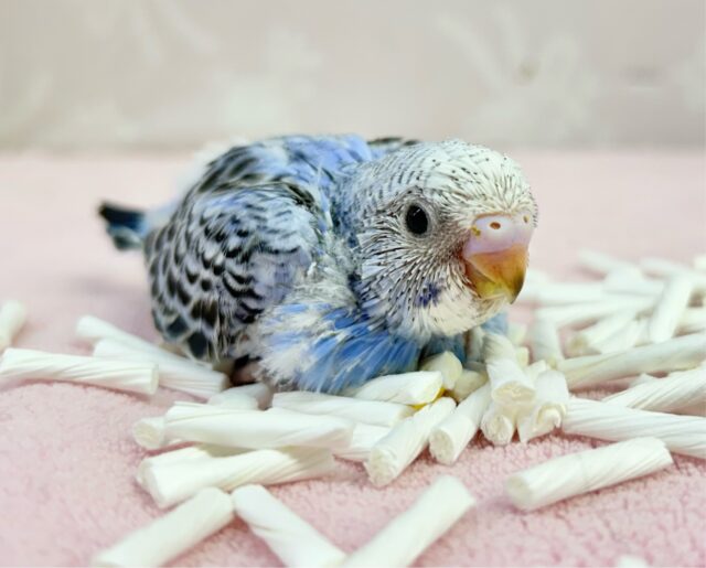 元気いっぱい✨️セキセイインコ (オパーリン)2023年12月生まれ