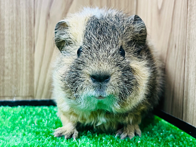 くるくるパーマ🐑羊じゃないよ‪☆テッセルモルモット(女の子)