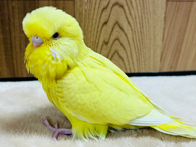 溢れ出る存在感🫧ジャンボセキセイインコ(レースウイング) ヒナ