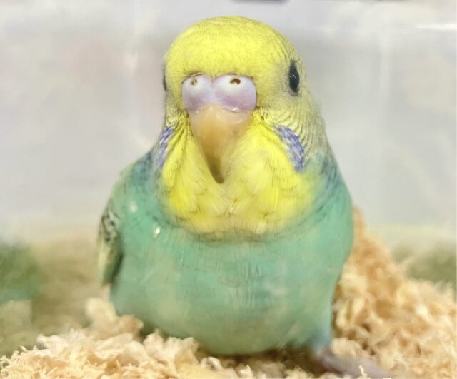 明るいカラー🌟👗 セキセイインコ(スパングル)2023年12月生まれ