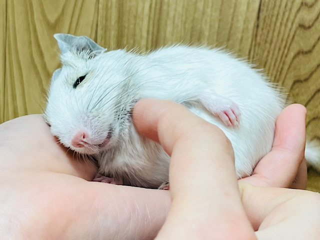 ツンデレ女子代表🙋‍♀️デグー(ホワイト) 女の子