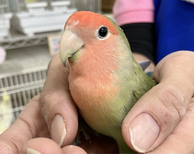 かまってちゃ〜ん😘コザクラインコ(ノーマル) 2023年8月生まれ