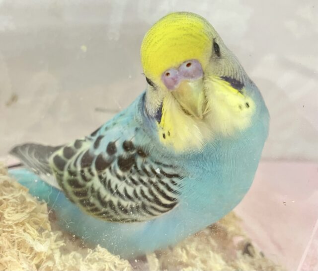 濃いブラックがす・て・き🖤⋆͛*͛ セキセイインコ(レインボーオパーリン)2023年12月生まれ