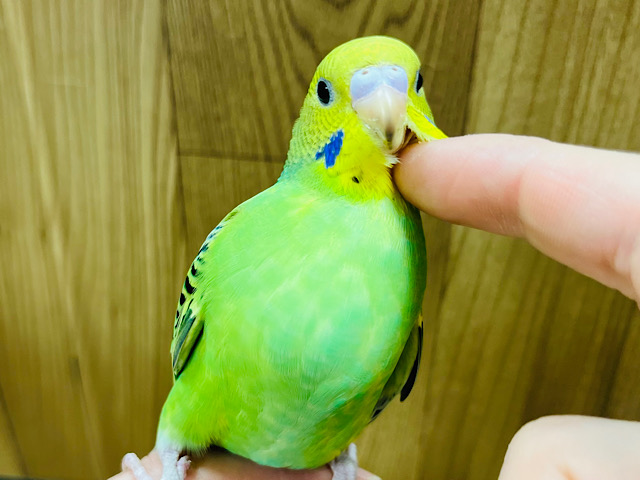 【最新画像更新🪄ひとり餌になりました‪☆】身だしなみはしっかり整えます◎セキセイインコ(オパーリン) ヒナ