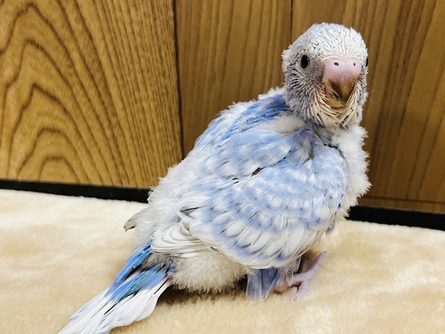 オイラのキレイな羽を見てみて！✨セキセイインコ(スパングル) ヒナ