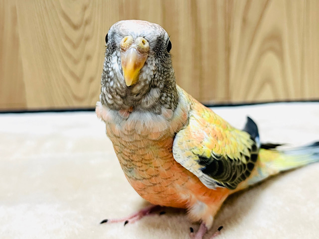 【動画更新🪄】気分はパリコレモデル？💃めちゃくちゃ可愛い♡ローズアキクサインコ🩷