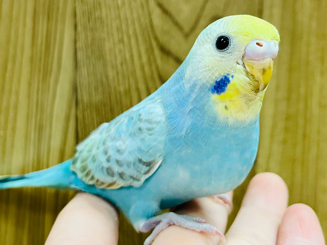 【最新画像更新🪄】色んなことが気になるなっ♪セキセイインコ(レインボー) ヒナ
