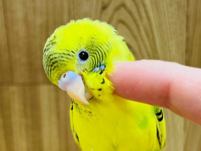 【最新画像更新🪄もうすぐひとり餌‪☆】上目遣いが得意技なのっ♡セキセイインコ(ハルクイン) ヒナ