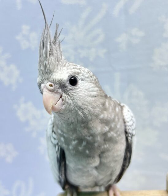 雪のようなパール模様❄️🫧オカメインコ(WFパール)2023年12月生まれ