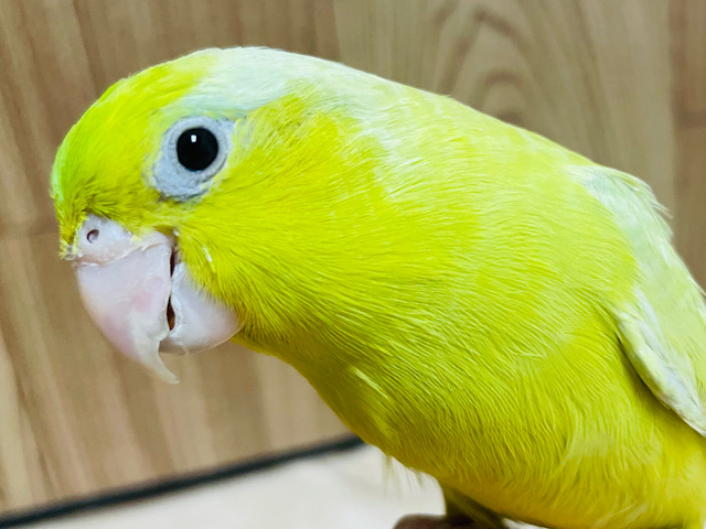 【最新画像・動画更新🪄】将来はどんな色かな！？♡マメルリハ(アメリカンイエロー) ヒナ