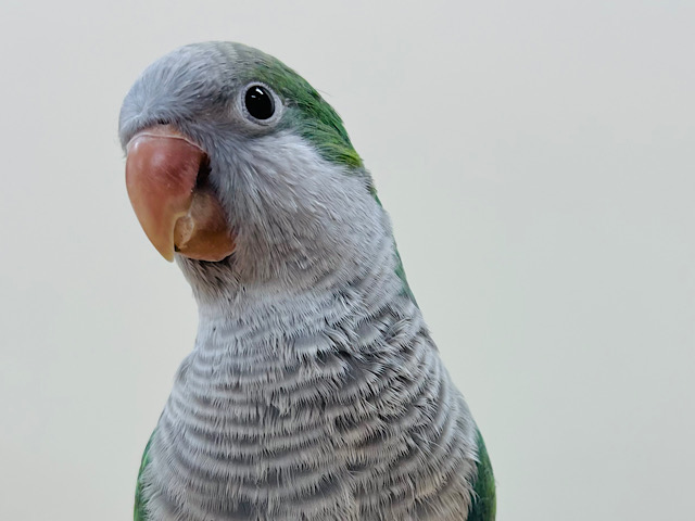 【最新画像更新🪄】おしゃべり大好き♡慎重派の甘えんぼ♡オキナインコ(アクアブルー) ヒナ