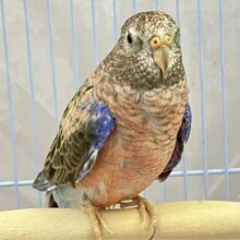 おっとりさんなの💞🌹ローズアキクサインコ 2022年8月生まれ