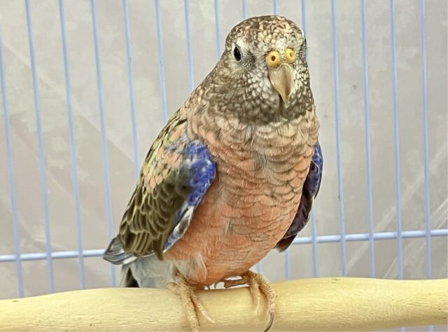 おっとりさんなの💞🌹ローズアキクサインコ 2022年8月生まれ