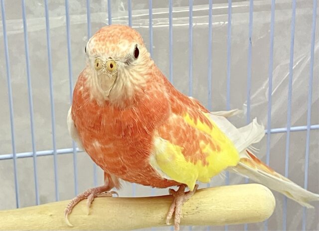 ラブリ〜な桃色ボディ💖 ローズアキクサインコ ルビノー 2023年5月生まれ