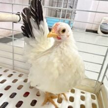 とことこ🤍中ビナ カツラチャボ 2023年12月生まれ