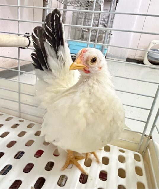 とことこ🤍中ビナ カツラチャボ 2023年12月生まれ