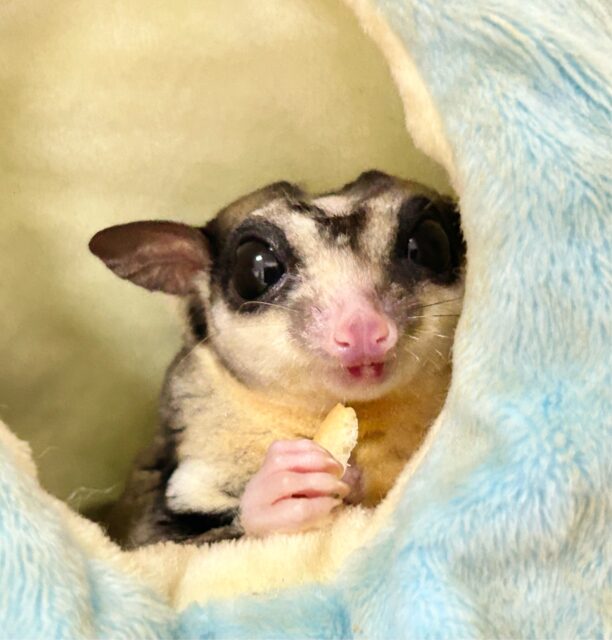 ❣️最新画像❣️フクロモモンガ（モザイク）男の子　２０２１年１月生まれ