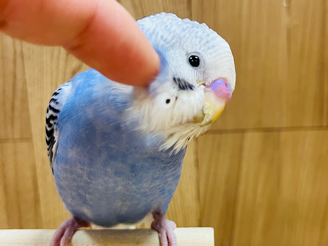 【最新画像更新🪄ひとり餌になりました‪☆】恥ずかしがり屋のヒナちゃんです＼♡／セキセイインコ(オパーリン) ヒナ