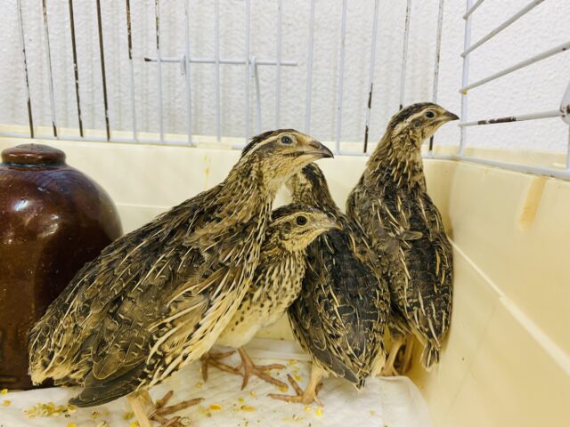 あと2羽❗️卵を産んでくれるかな〜🥚並ウズラの女の子❗️