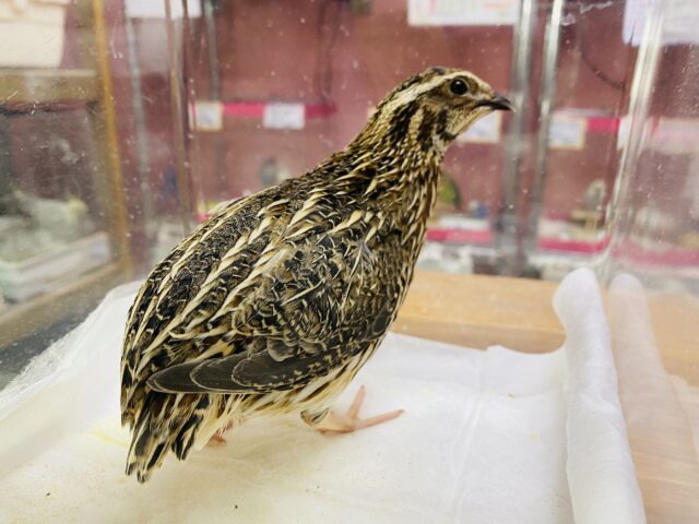 元気よくジャンプするよ‼️並うずら男の子⭐️