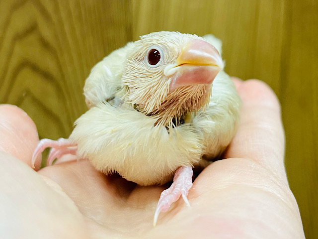 【最新画像更新🪄】たくさん寝て大きくなるんだっ！シナモン文鳥 ヒナ
