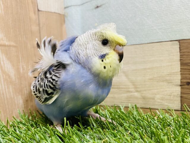 最新画像有り⭐️オシャレな羽の持ち主さん‼️セキセイインコのレインボー💙