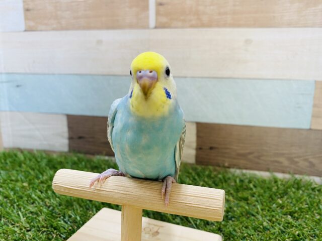 最新画像有り❗️淡い水色が可愛いですよね🩵セキセイインコのパステルレインボー🌈