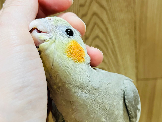 【最新画像更新🪄】優しい色合いが癒されます🫧オカメインコ(シナモン) ヒナ