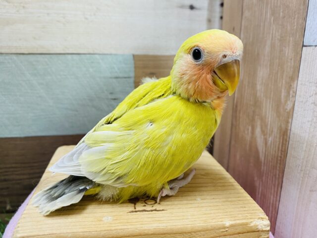 最新画像有り‼️これからどんな姿になるのか楽しみです〜💓コザクラインコ（シナモン系）