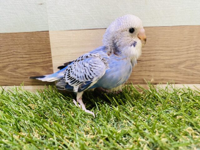 ご飯ちょうだい〜❗️アピール上手なセキセイインコ💙オパーリン
