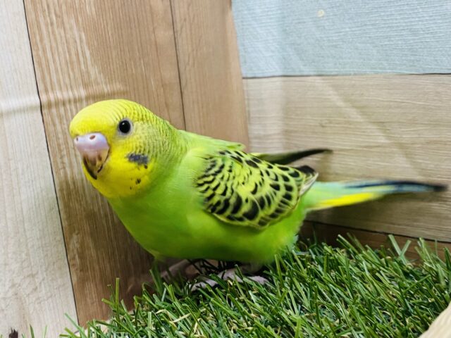最新画像有り‼️グリーン×イエローの定番人気カラー⭐️セキセイインコオパーリン❗️