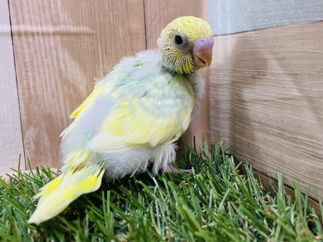 この綺麗さは一目惚れ間違いなし✨パッと目を引くセキセイインコ（パステルカラーレインボーパイド）