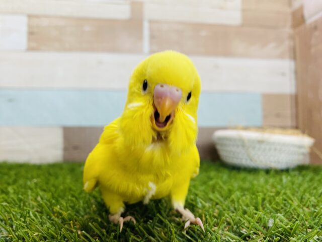 最新画像有り‼️ぴよぴよ〜ひよこちゃんカラーです💛セキセイインコ（ダブルファクター）