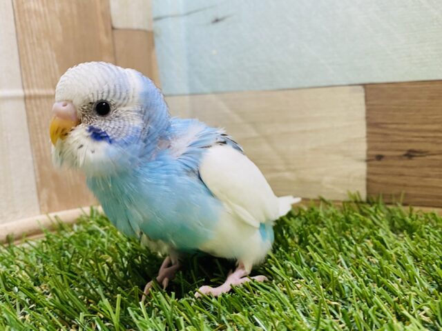 最新画像有り✨空に浮かぶ雲のようですね☁️🩵セキセイインコパイドカラー！