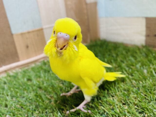 最新画像有り⭐️元気をもらえるビタミンカラー💛❤️セキセイインコのルチノー