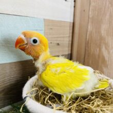 最新画像有り❗️綺麗なイエローの明るさ全開ちゃん☀️ヤマブキボタンインコのイエロー！