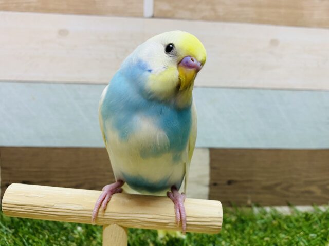 最新画像有り⭐️ヒナ餌卒業‼️カメラ目線ではい、ポーズッ✨セキセイインコのパステルレインボーパイド！！