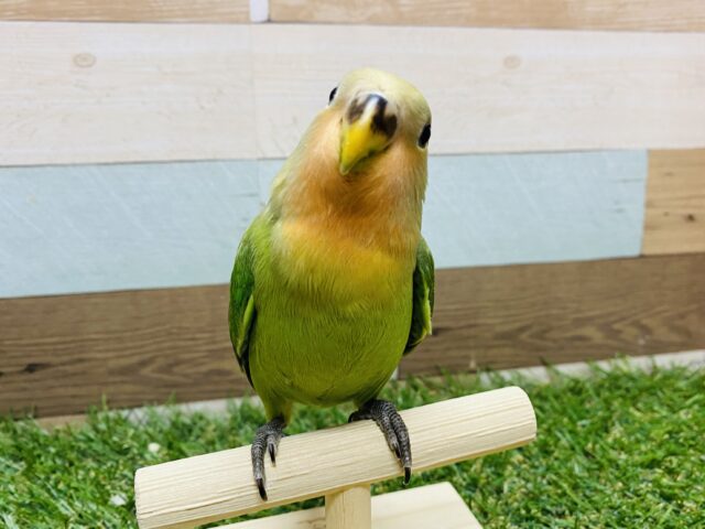 最新画像あります☆ふわっとしていて激カワです💕コザクラインコのノーマル！！