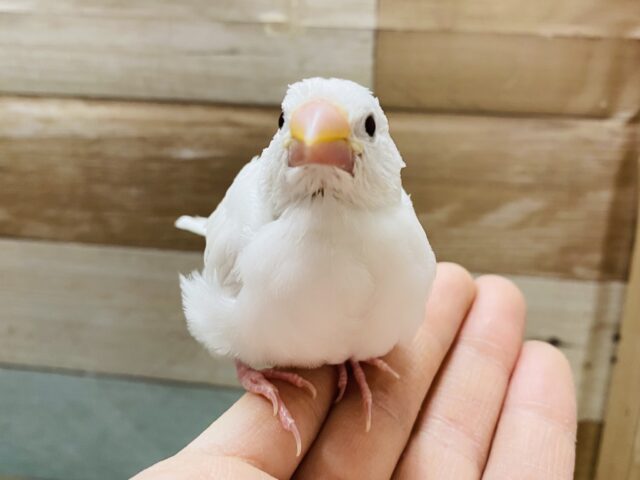 最新画像有り❗️真っ白な体が綺麗な元気っ子⭐️白文鳥！！