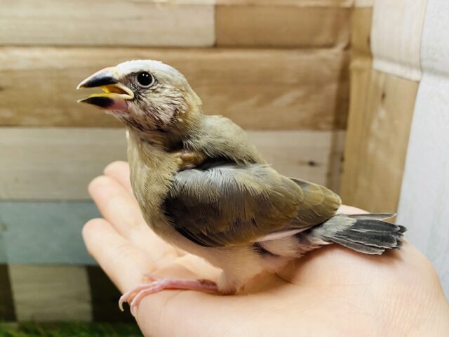 最新画像有り❗️つぶらな瞳がとっても可愛い子💕桜文鳥！！