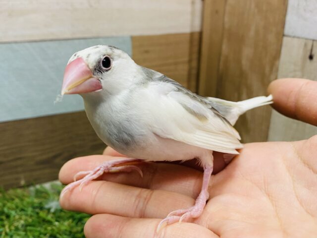 最新画像あります☆頭のお色が残るか楽しみな子♪白文鳥！！